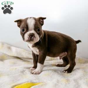 Comet, Boston Terrier Puppy